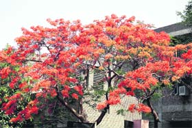 A gulmohar tree in full bloom on the Maharshi Dayanand University campus in Rohtak