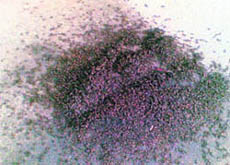 Dead bees lying on a street after MC staff burnt a hive in Sector 24, Chandigarh