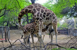 The warmth of mothers love. 