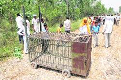 A trap laid by wildlife officials to catch a leopard spotted near Badagaon village in Karnal district.