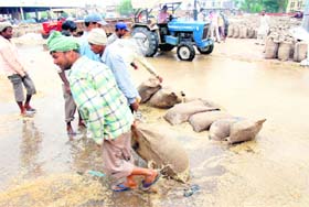 Wheat bags in the Bathinda grain market being shifted to a safer place after a squall hit the area on Thursday afternoon