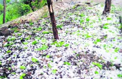 Hailstones in an orchard in Mandi 