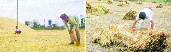 Workers try to gather scattered wheat chaff in a field near Chhanna village; and (right) a farmer spreads bundle of harvested wheat at Jandali Kalan village for drying near Ahmedgarh