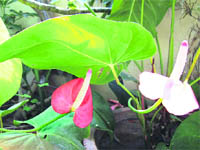 The spectacular anthuriums 