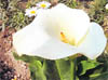Zentedeschia (bottom) blooms have a long shelf life and an exotic aura. These can be grown easily in the climate of the region 