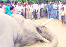 People gather to see the carcass of an elephant found in Jiopata village, near Haridwar, on Saturday.