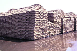 Rainwater surrounds bags of wheat lying stocked in the open at the Rohtak grain market on Saturday.