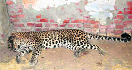 A leopard trapped in a cow shelter in an ashram near Chandi Devi, adjacent to Chilla Forest Range of Raja Ji Park, falling in Pauri Garhwal district, on Sunday. 