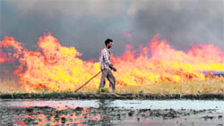 A farmer burns wheat stubble in his fields in Karnal district