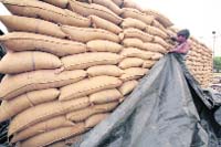 Encouraged by overflowing grain bins, the agriculture ministry has been advocating lifting a four-year-old ban on wheat exports