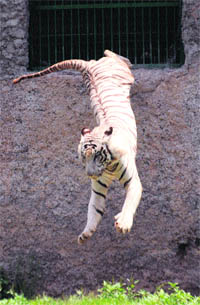 A white tiger jumps out of a cage at Chattbir Zoo  on Tuesday