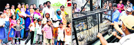 Women and children look as the injured leopard is tranquilised in Haridwar on Tuesday; and (right) the animal is taken for treatment by forest and wildlife officials 