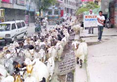 A flock of sheep and goats being shifted to mountain grassy ground (locally called Thach)