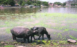 the lake at Surinsar has turned into a pond for buffaloes to cool off in the seething summer