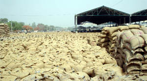 Glut of wheat in Abohar grain market