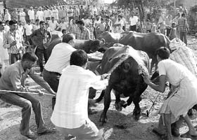 Veterinary staff give first-aid to injured cattle at Bishanpura village, Zirakpur, on Thursday