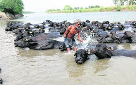 An old man gives a bath to his cattle in a pond at Jani village in Karnal. 
