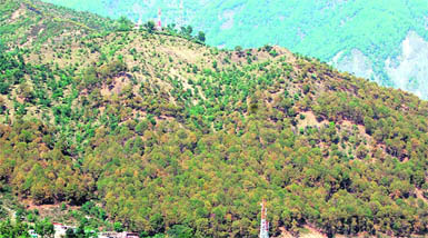 The thick forest at Dharamsala that is being threatened by the Central University project.