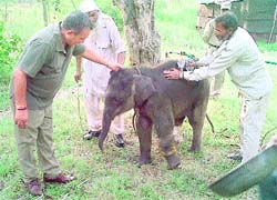 Brijendra Singh (left) with an injured baby elephant