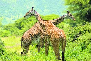 Safari struck: Music director Shravan loves Nairobi