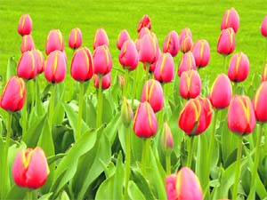 Tulip is a flower with resemblance to the royal turban of the East