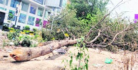 Fallen An axed tree lying outside the Westend Mall in Ludhiana.