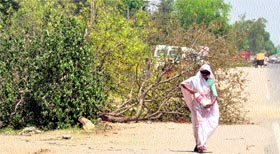 Clean Sweep A woman walks past axed trees on the Ferozepur Road.