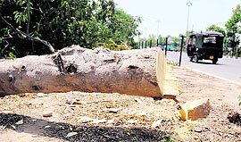 A tree that was felled outside the office of the PUDA in Ludhiana.