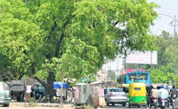The thick green cover which will be axed to widen Ferozepur Road in Ludhiana.