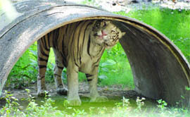 A white tiger at the Delhi zoo looks for shade to save itself from the heat on Wednesday.