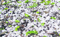 Hailstones litter orchards at Seraj in Mandi on Wednesday