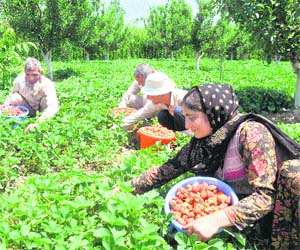 A farmer, along with his family members, picks straw berries at Gous Hazratbal on the outskirts of Srinagar 