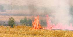 Burning of wheat straw continues unabated around Ludhiana