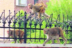 Looking for food in Sectors 7, 8 residential area