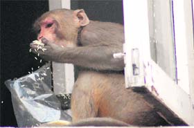 Feasting on puffed rice on a kitchen window in Sector 10