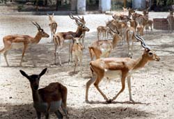 A view of the Bir Talaab Deer Park in Bathinda on Friday. Work on the deer safari is likely to begin in June. 