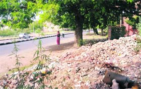 EYESORE Debris dumped along the road separating Sectors 40 and 39, Chandigarh