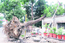 A tree that got uprooted in rain in Dehradun on Saturday morning. 