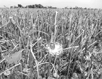 Damaged sunflower crop in a field near Amloh block of Fatehgarh Sahib on Sunday.