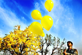 A man releases yellow balloons in front of blooming amaltas to ward off evil, at Rose Garden @@in Chandigarh on Sunday