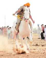 A participant during a horse race at the 2nd National Gatka Competition at Manoli village in Mohali on Sunday.