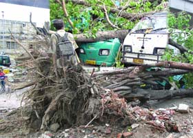 A banyan tree uprooted and fell on four vehicles on Panchkuian Road during rain and duststorm on Saturday night in New Delhi