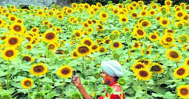 A boy takes a picture of sunflowers at Chhatt village near Mohali on Monday
