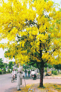 An amaltas tree laden with flowers is a visual treat for passersby in Karnal.