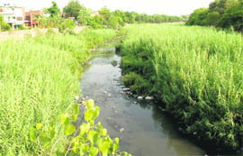 filth unlimited Wild growth at N-choe Phase 9, Mohali.