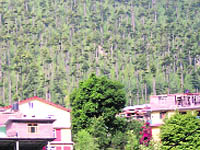 A view of the pruned branches of deodar trees on the Hadimba road in Manali. 