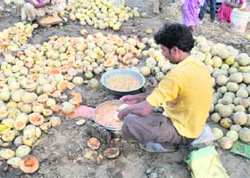 A man takes out seeds from melons at Rupewal Mandi, near Shahkot, in Nakodar