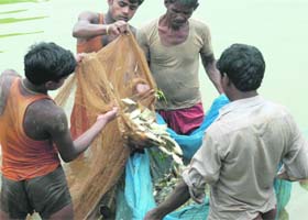 Fishing their earning: The workers of a fish farm sort out fish at a pond near Chhat village on Tuesday. Fishing, a new occupation for the Punjab farmers, is finding many takers in the state