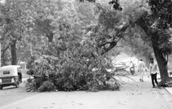 A tree that was uprooted in a dust-storm on the road separating Phases 3B1 and 3B2 at Mohali on Wednesday