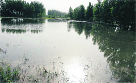 Waterlogged fields in a village in Anandpur Sahib. A Tribune photograph